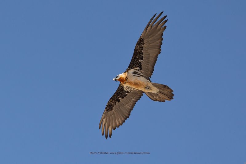 Lammergeier - Gypaetus barbatus