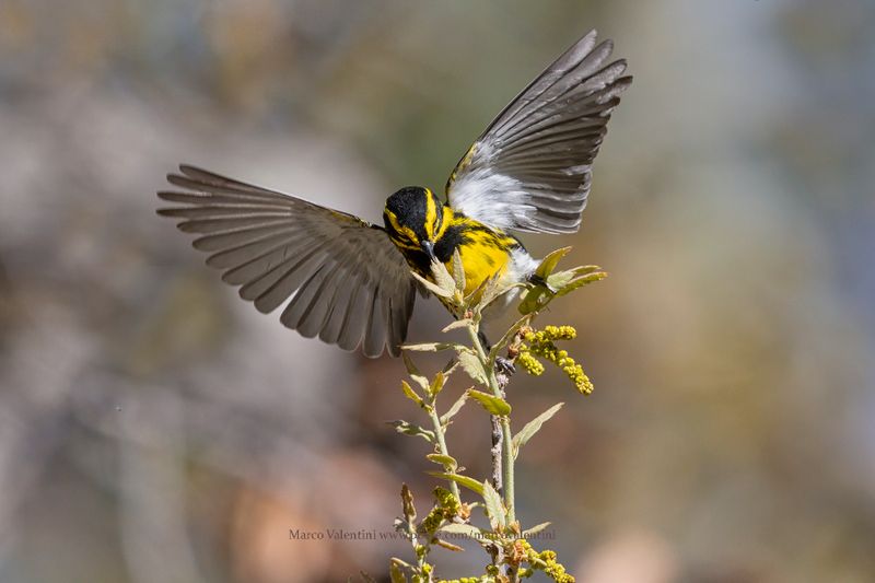 USA 2025 Birds