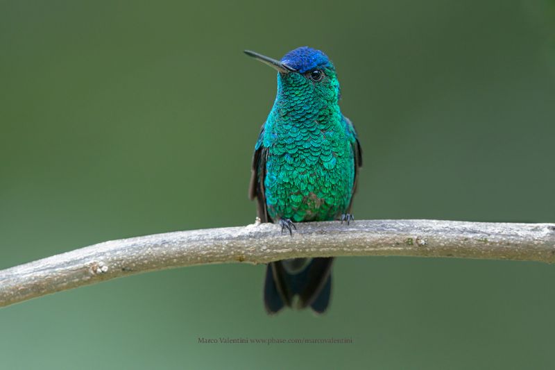 Indigo-capped Hummingbird - Saucerottia cyanifrons