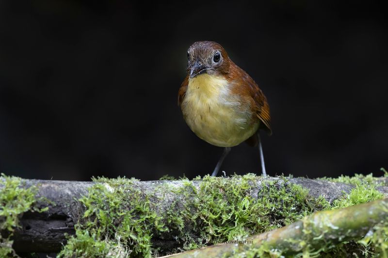 Yellow-breasted Antpitta - Grallaria flavotincta