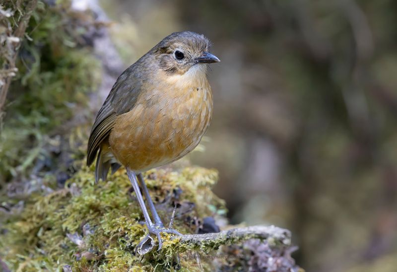 Tawny Antpitta - Grallaria quitensis