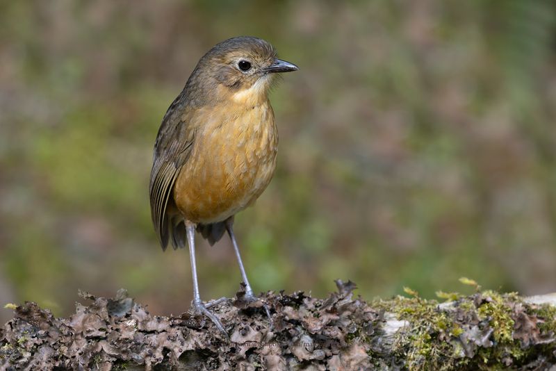 Tawny Antpitta - Grallaria quitensis