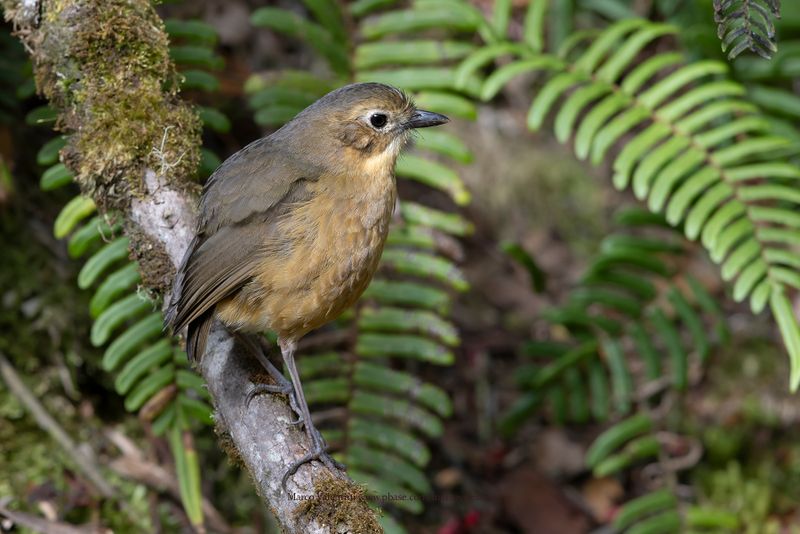 Tawny Antpitta - Grallaria quitensis