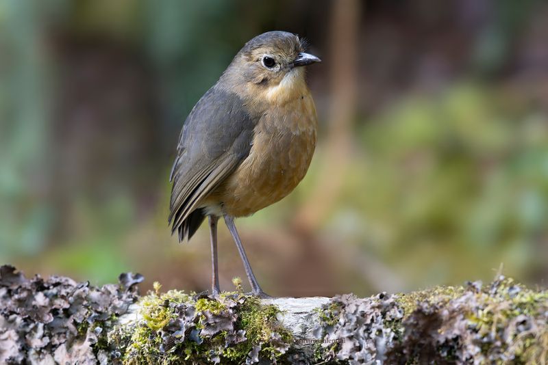 Tawny Antpitta - Grallaria quitensis