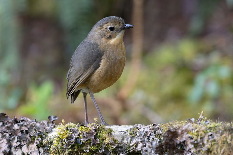 Tawny Antpitta - Grallaria quitensis