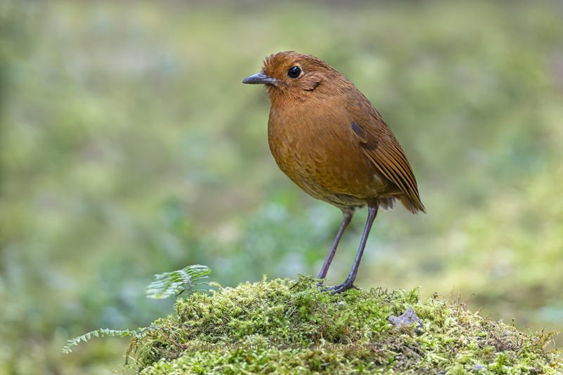Equatorial Antpitta - Grallaria saturata