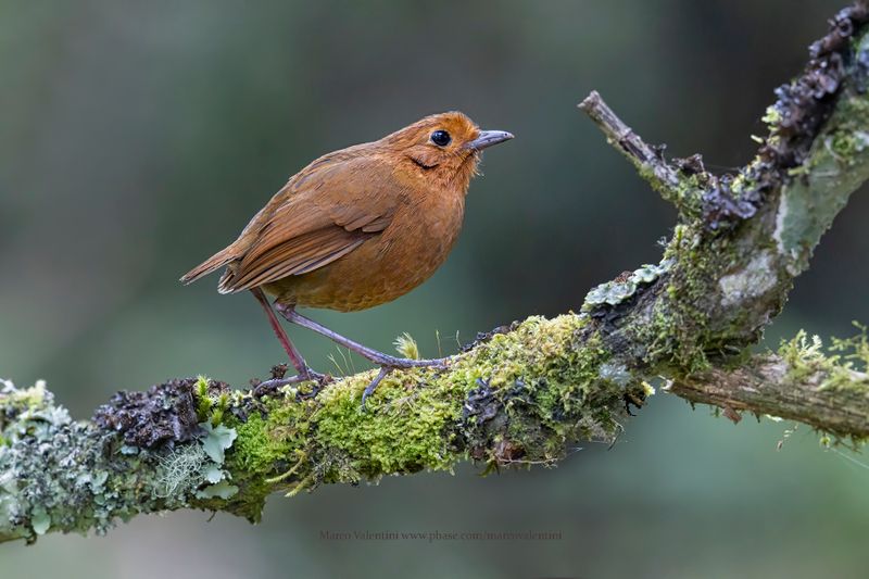 Equatorial Antpitta - Grallaria saturata