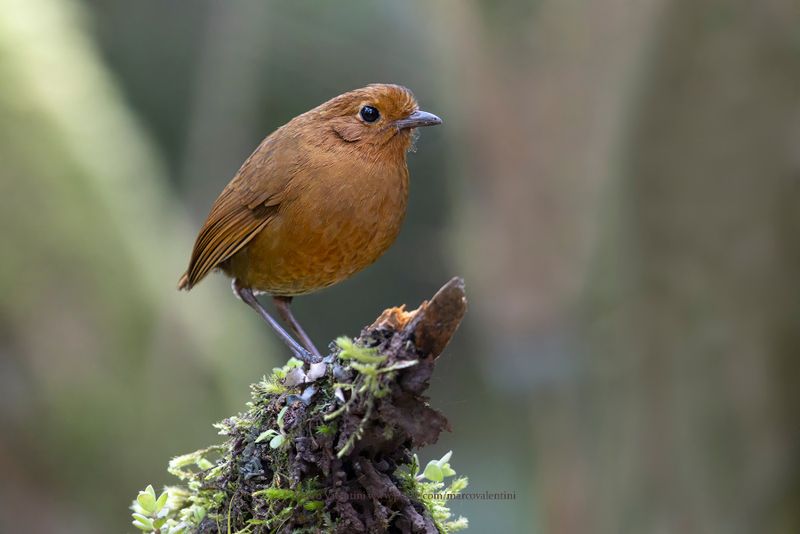 Equatorial Antpitta - Grallaria saturata