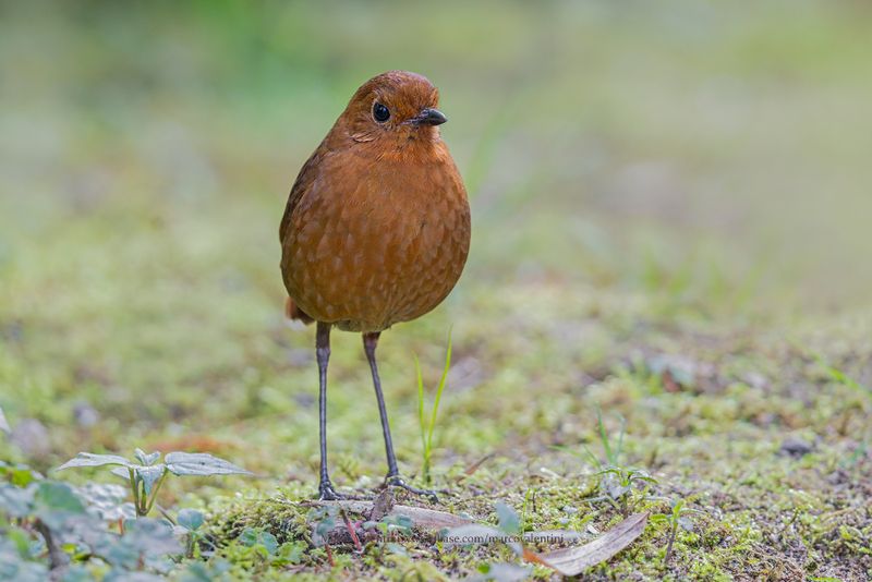 Equatorial Antpitta - Grallaria saturata
