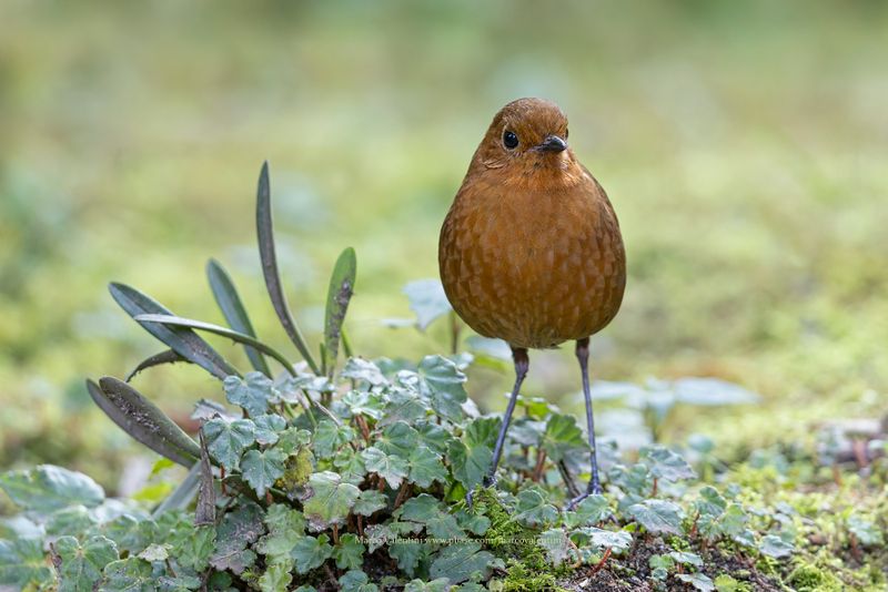 Equatorial Antpitta - Grallaria saturata