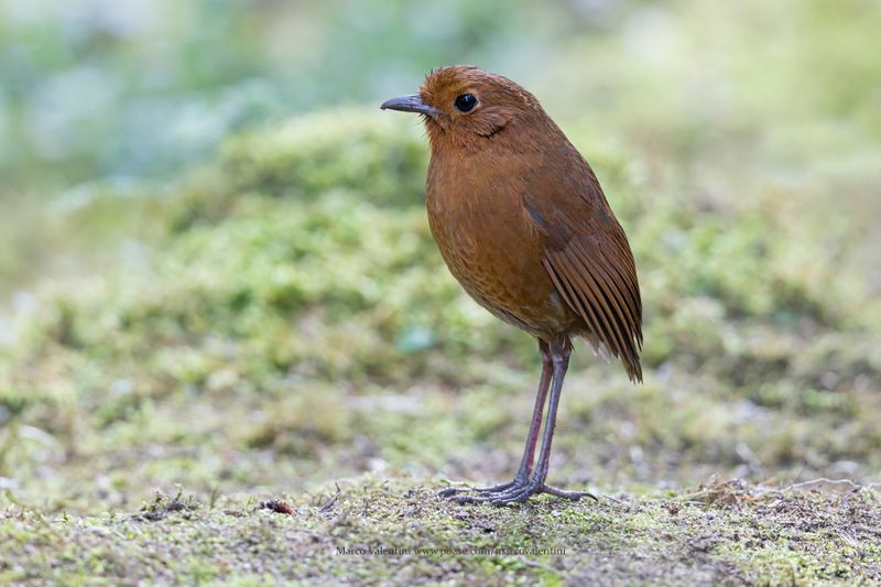Equatorial Antpitta - Grallaria saturata