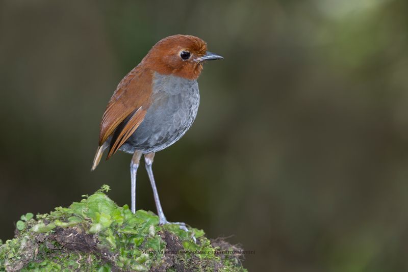 Bicolored Antpitta - Grallaria rufocinerea