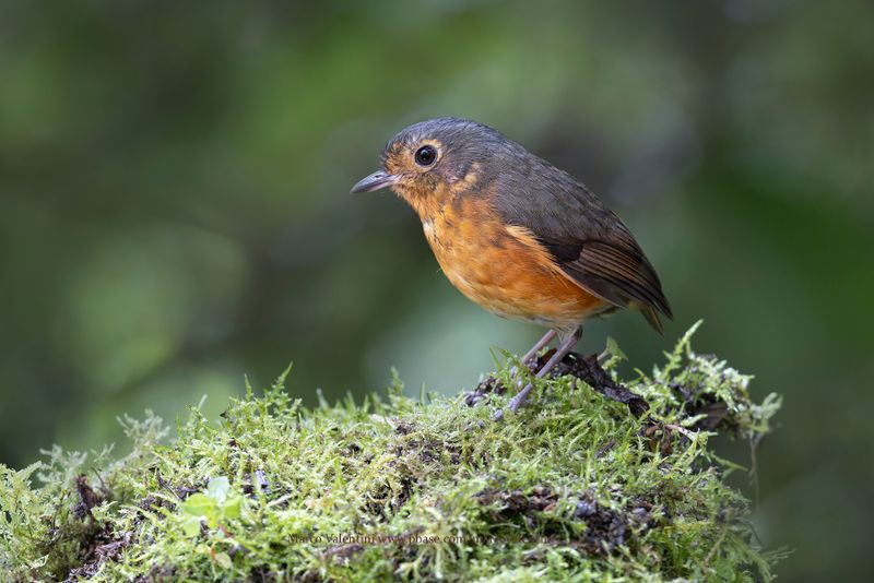 Slate-crowned Antpitta - Grallaricula nana