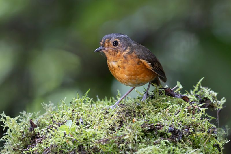 Slate-crowned Antpitta - Grallaricula nana