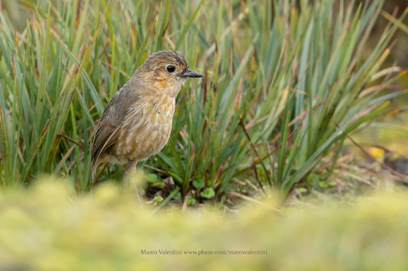 Boyaca Antpitta - Grallaria alticola