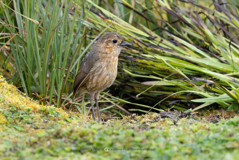 Boyaca Antpitta - Grallaria alticola