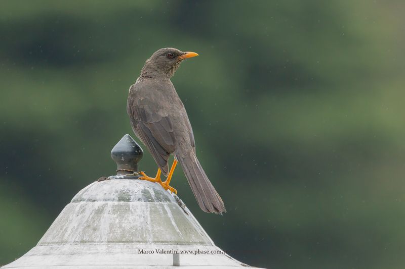 Great Thrush - Turdus fuscater