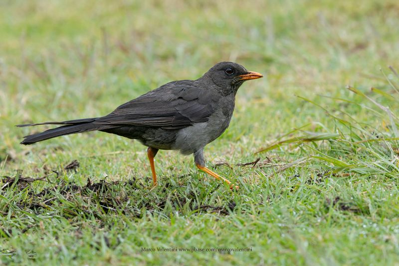 Great Thrush - Turdus fuscater