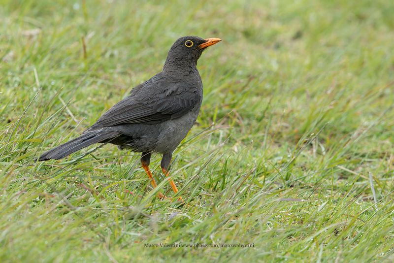 Great Thrush - Turdus fuscater