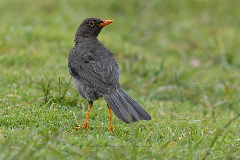 Great Thrush - Turdus fuscater