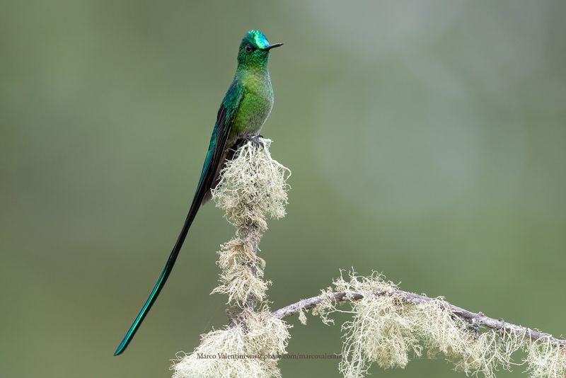 Long-tailed Sylph - Aglaiocercus kingii