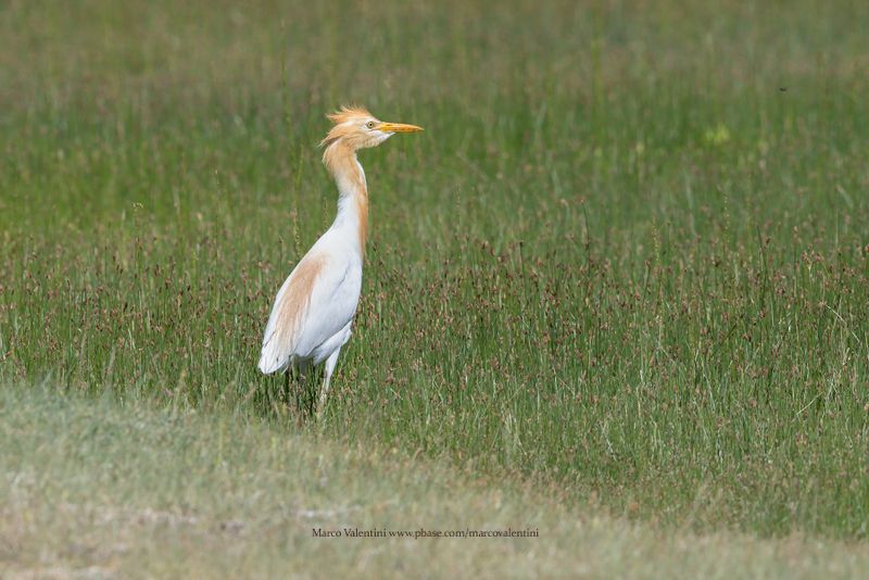 Eastern Cattle Egret - Bubulcul coromandelicus