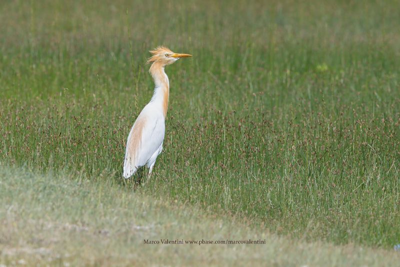 Eastern Cattle Egret - Bubulcul coromandelicus