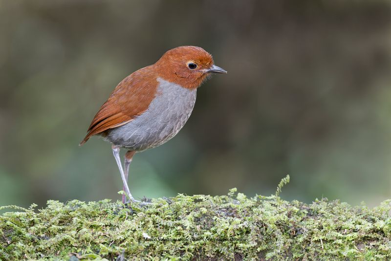 Bicolored Antpitta - Grallaria rufocinerea