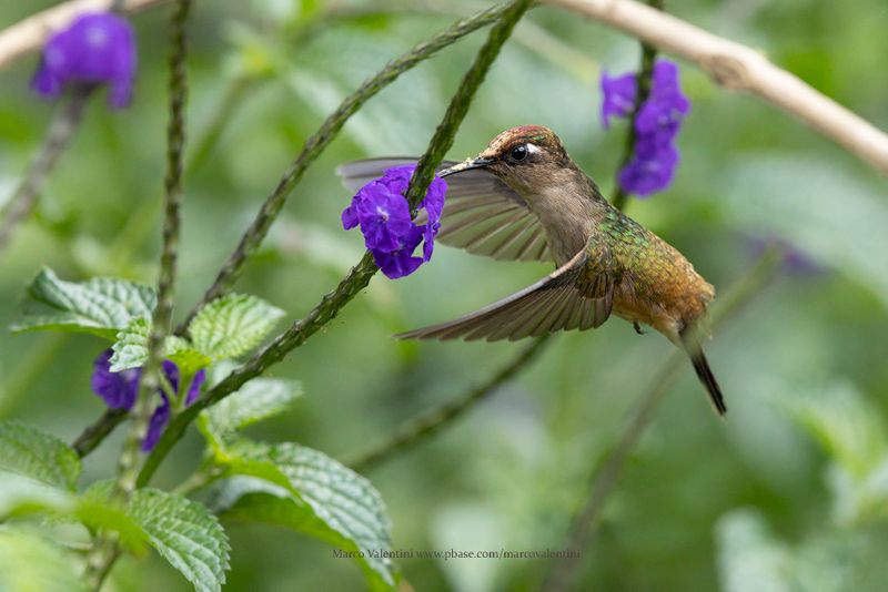 Tolima Blossom Crown - Anthocephala berlepschi