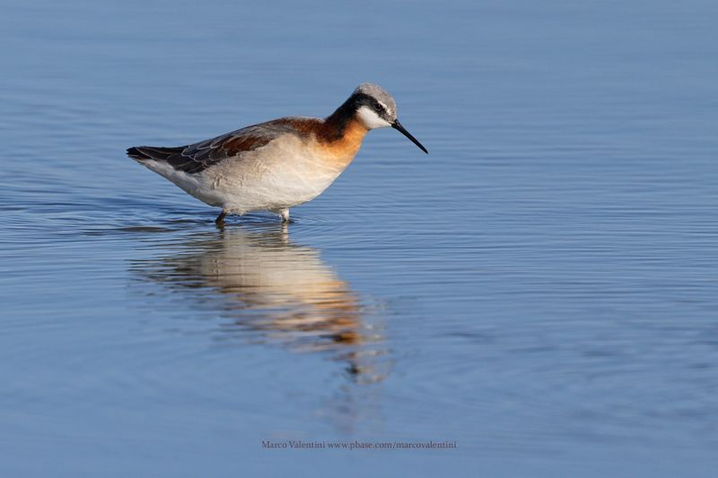 Wilson's Phalarope - Phalaropus tricolor