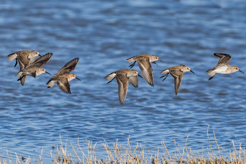 Western Sandpiper - Calidris mauri