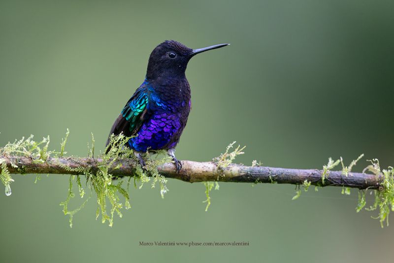 Velvet-purple Coronet - Boissonneaua jardini