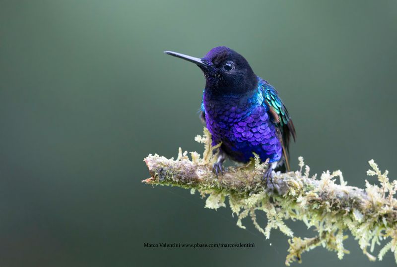 Velvet-purple Coronet - Boissonneaua jardini