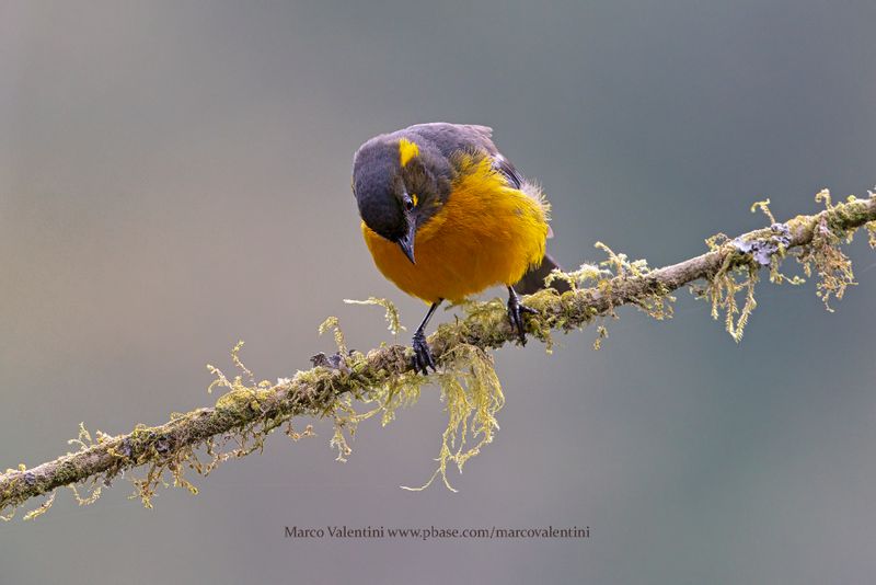 Lacrimose Mountain Tanager - Anisognathus lacrymosus