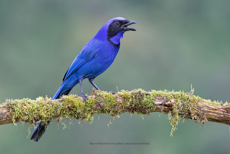Black-collared Jay - Cyanolyca armillata