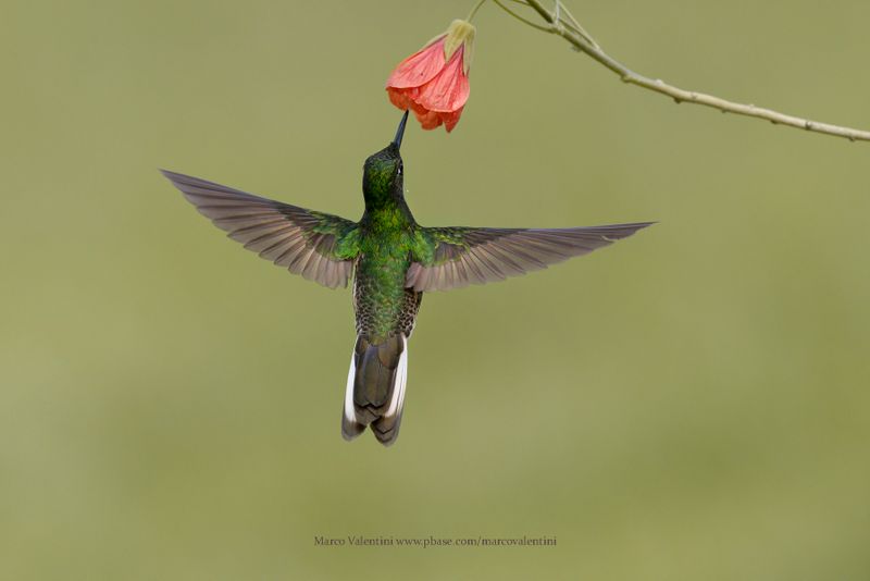 Buff-tailed Coronet - Boissonneaua flavescens