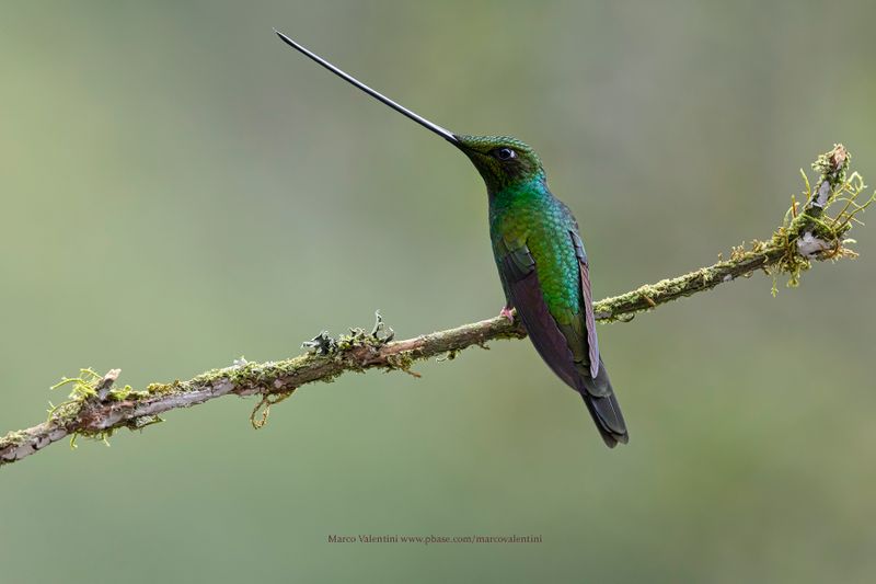 Sword-billed Hummingbird - Ensifera ensifera
