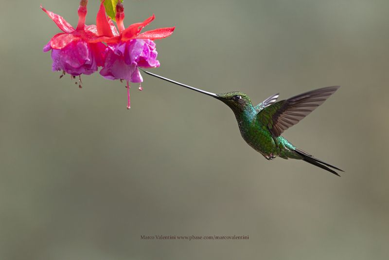 Sword-billed Hummingbird - Ensifera ensifera