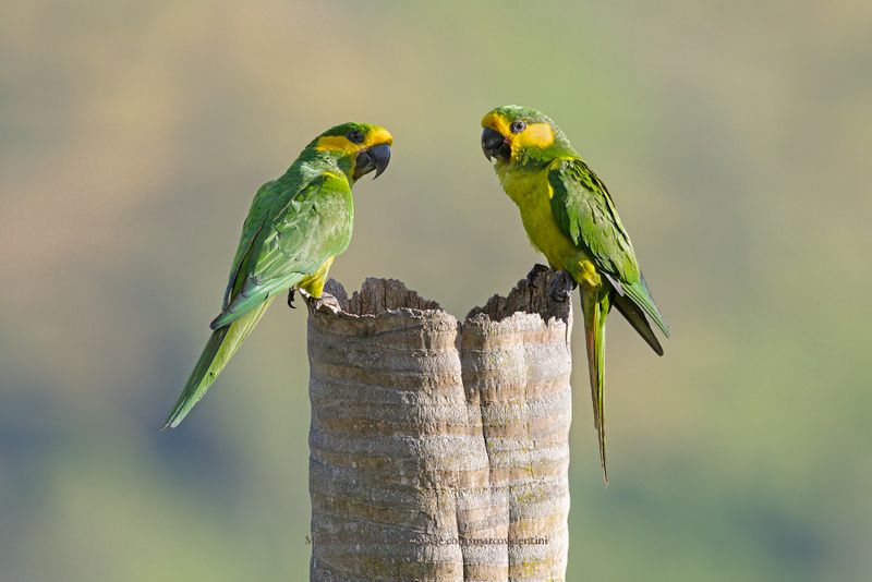 Yellow-eared Parrot  - Ognorhynchus icterotis