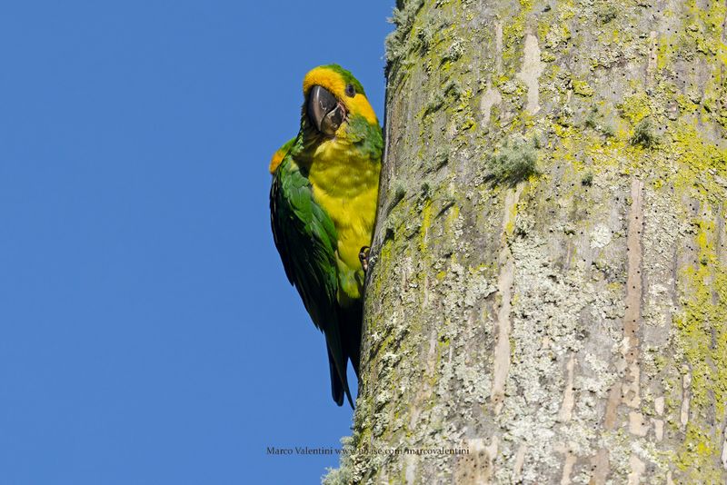 Yellow-eared Parrot - Ognorhynchus icterotis