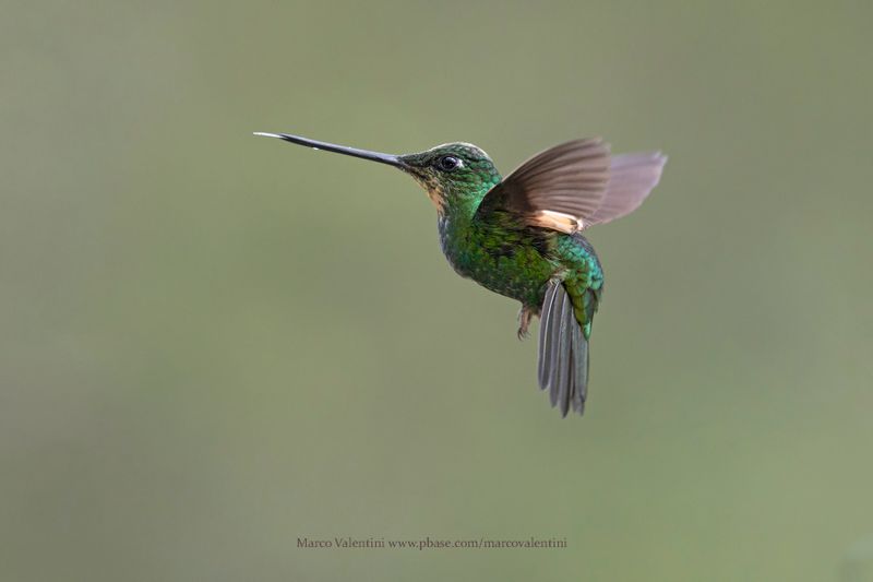 Buff-winged Starfrontlet - Coeligena lutetiae