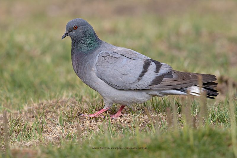 Hill pigeon - Columba rupestris