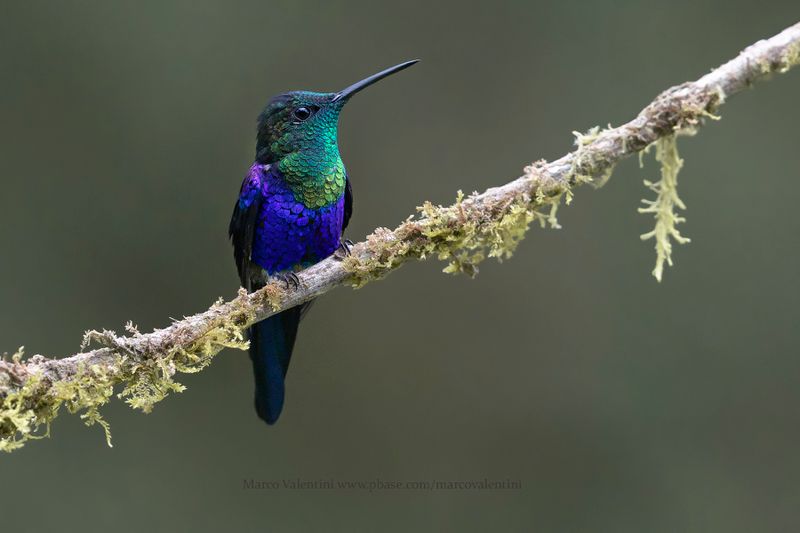 Crowned Woodnymph - Thalurania colombica
