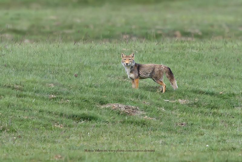 Tibetan Sand Fox - Vulpes armillata