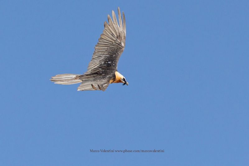 Lammergeier - Gypaetus barbatus
