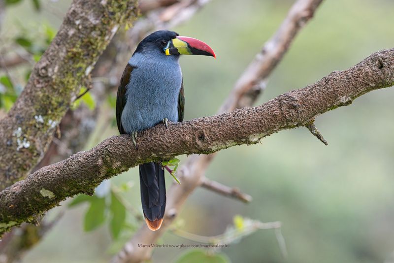 Gray-breasted Mountain-Toucan - Andigena hypoglauca