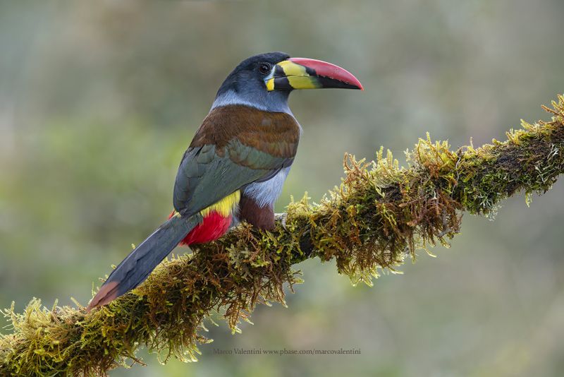 Gray-breasted Mountain-Toucan - Andigena hypoglauca