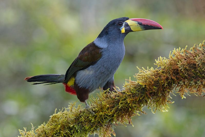 Gray-breasted Mountain-Toucan - Andigena hypoglauca