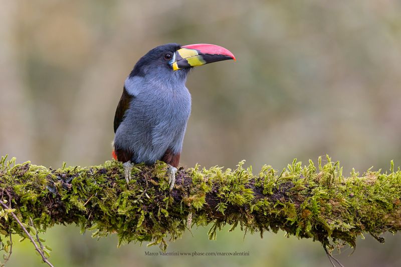 Gray-breasted Mountain-Toucan - Andigena hypoglauca