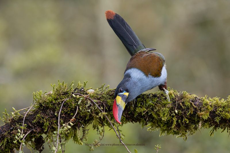 Gray-breasted Mountain-Toucan - Andigena hypoglauca